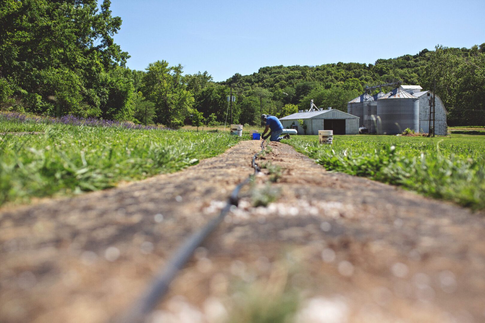 The Lavender Farmer adding hundreds of new plants this summer.